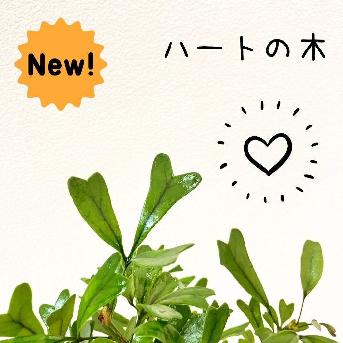 観葉植物現品販売