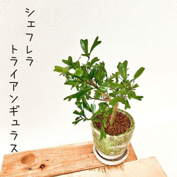 観葉植物現品販売