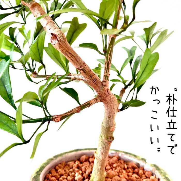 観葉植物現品販売