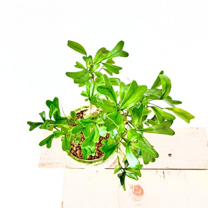 観葉植物現品販売