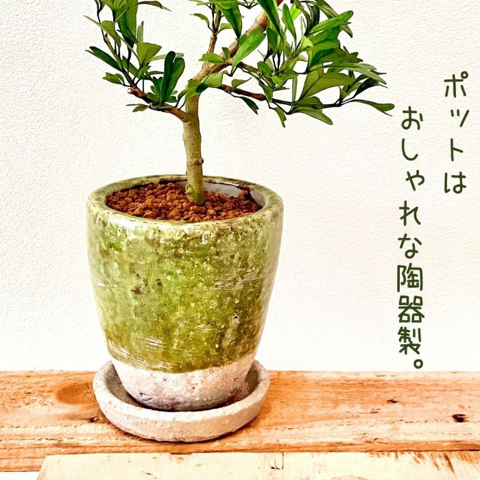 観葉植物現品販売