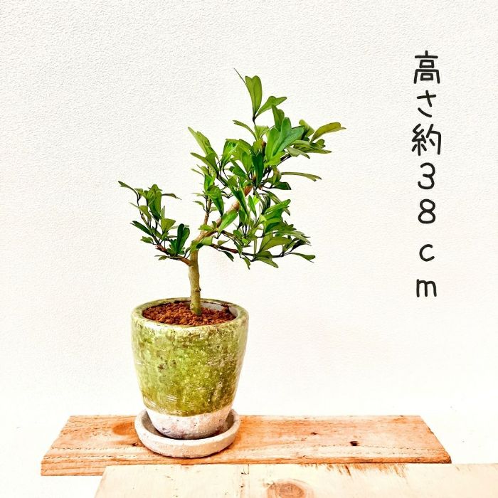 観葉植物現品販売