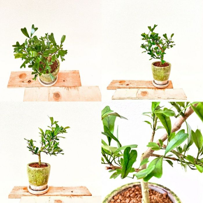 観葉植物現品販売