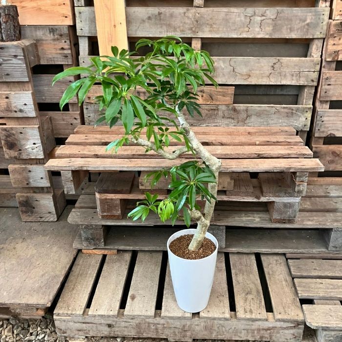 観葉植物現品販売