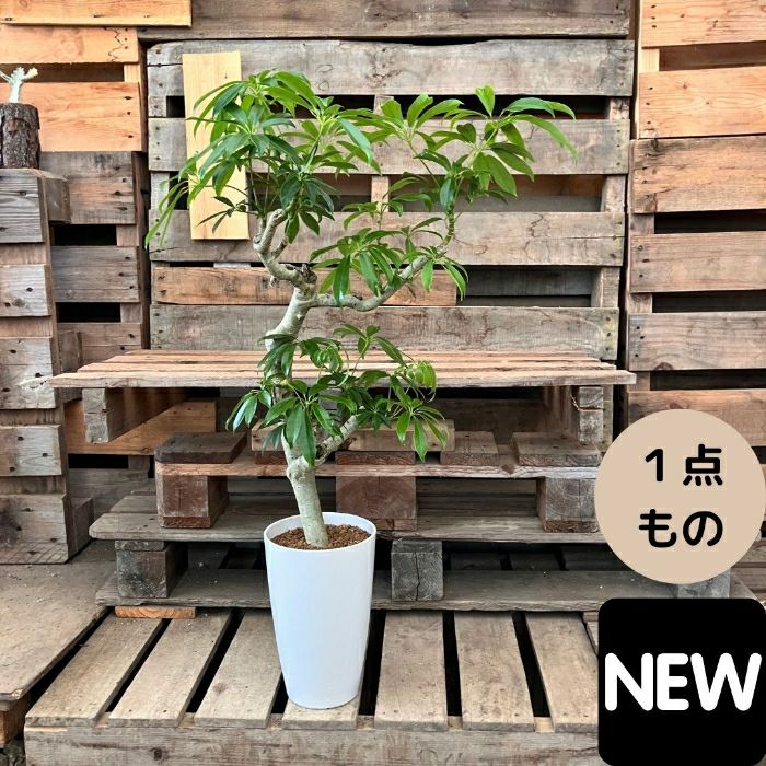 観葉植物現品販売
