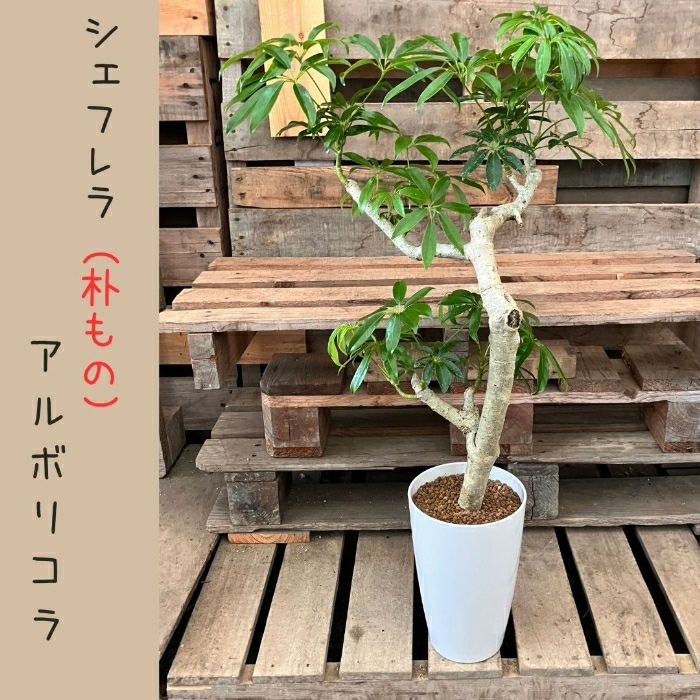 観葉植物現品販売