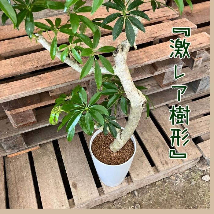 観葉植物現品販売