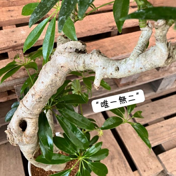 観葉植物現品販売