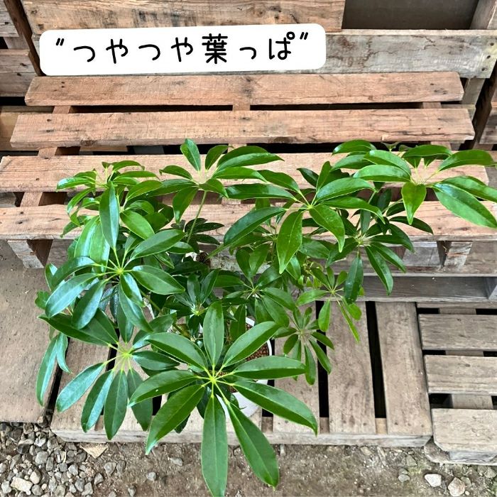 観葉植物現品販売