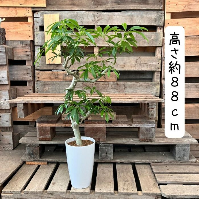 観葉植物現品販売