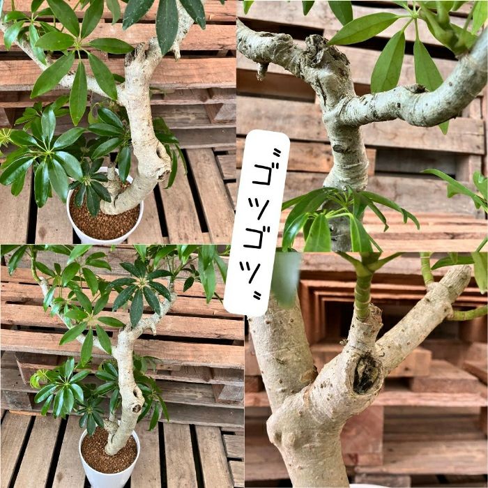 観葉植物現品販売