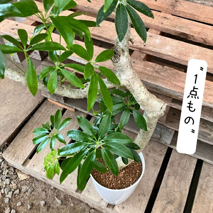 観葉植物現品販売