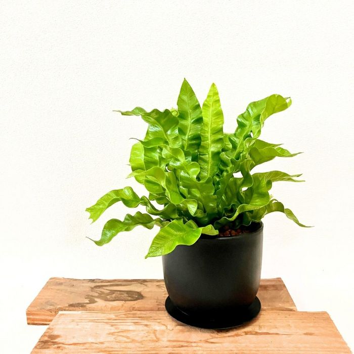 観葉植物現品販売