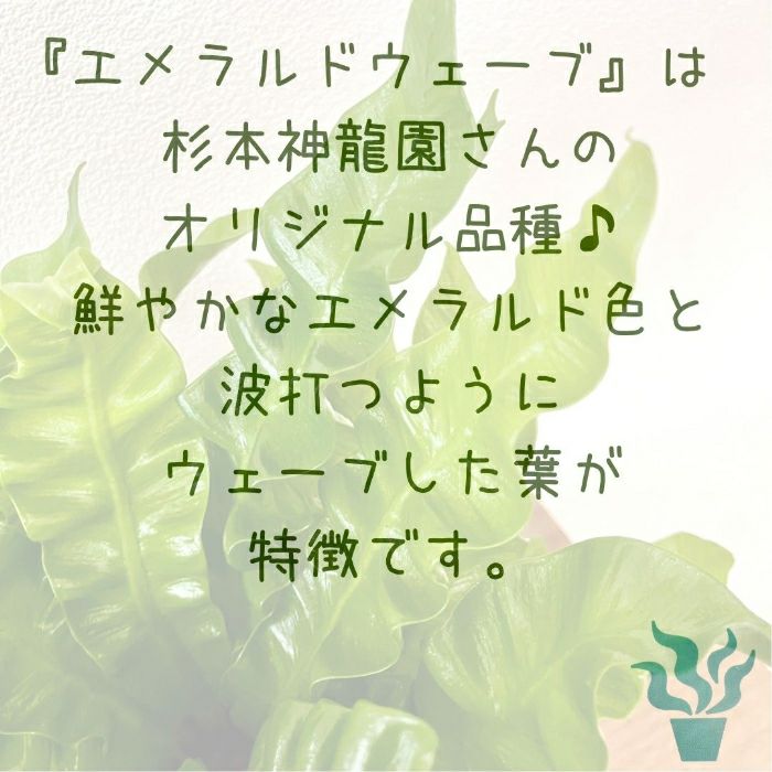 観葉植物現品販売