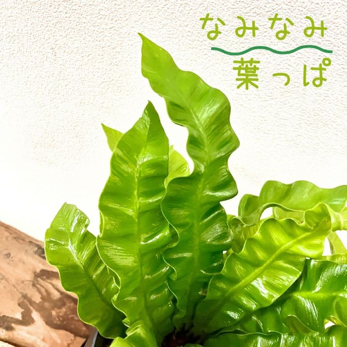 観葉植物現品販売