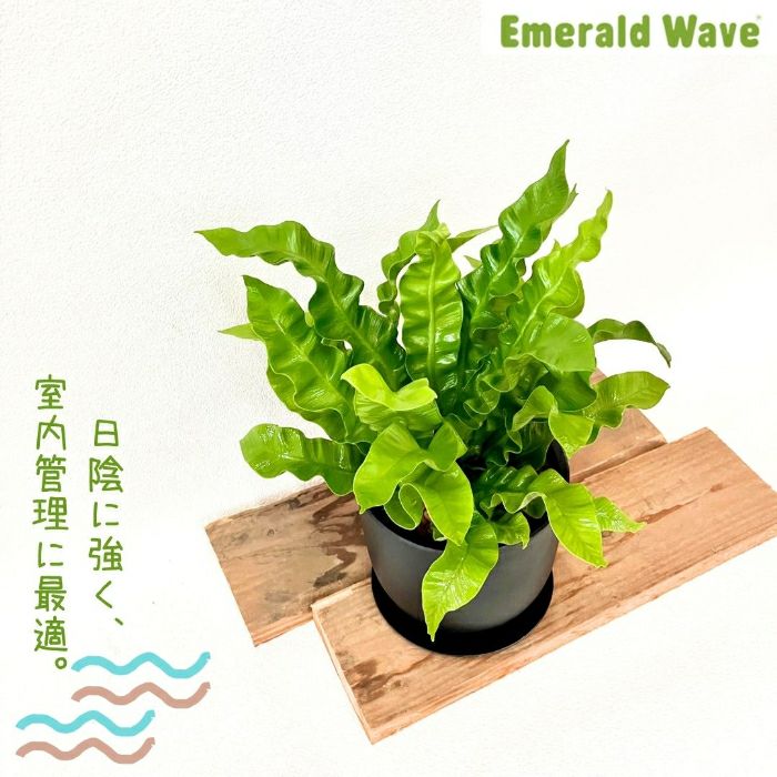 観葉植物現品販売