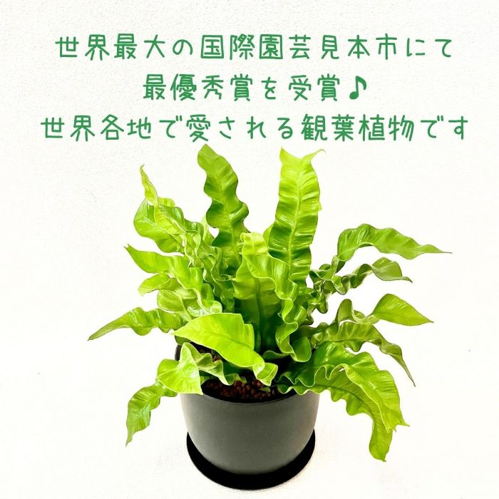 観葉植物現品販売