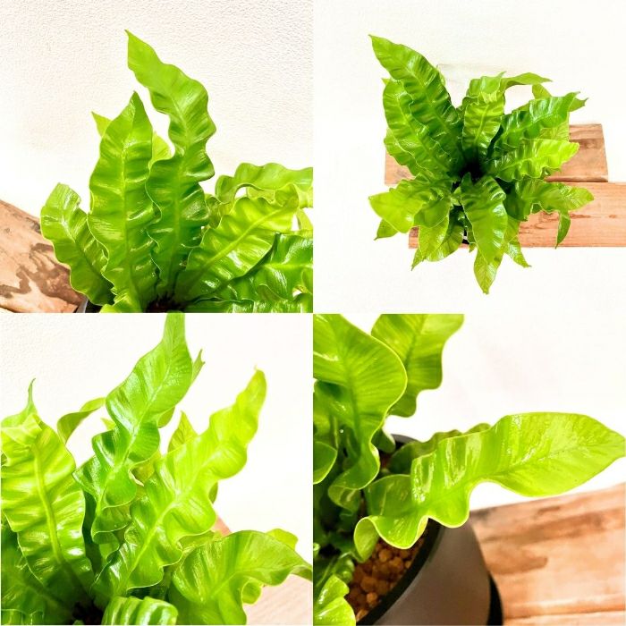 観葉植物現品販売