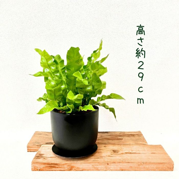 観葉植物現品販売