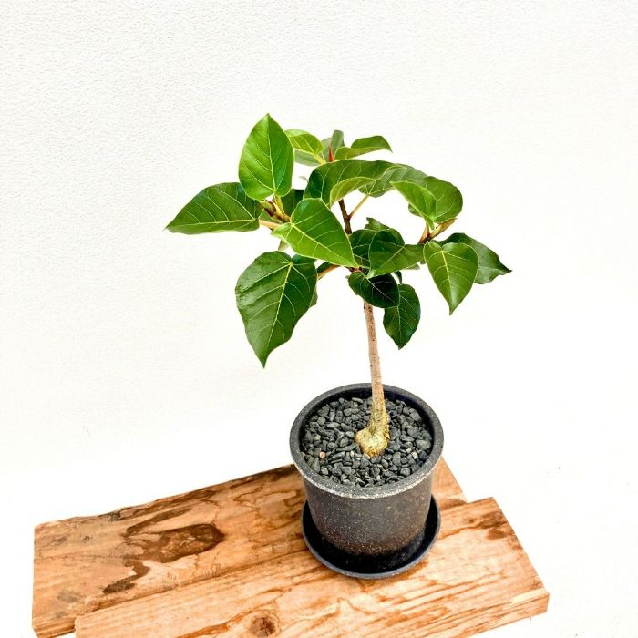 観葉植物現品販売