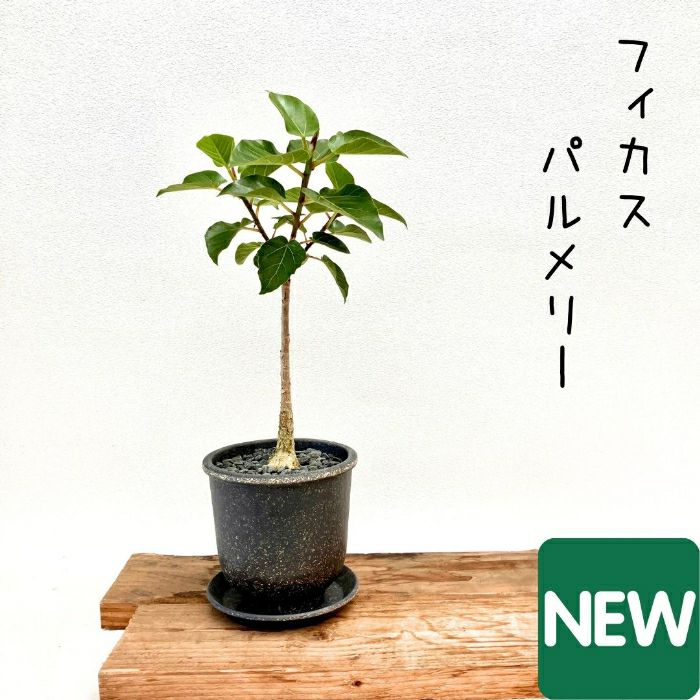 観葉植物現品販売