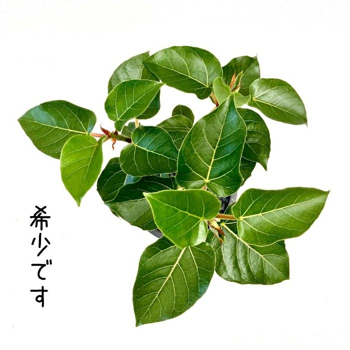 観葉植物現品販売