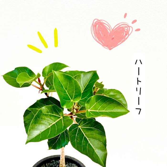 観葉植物現品販売