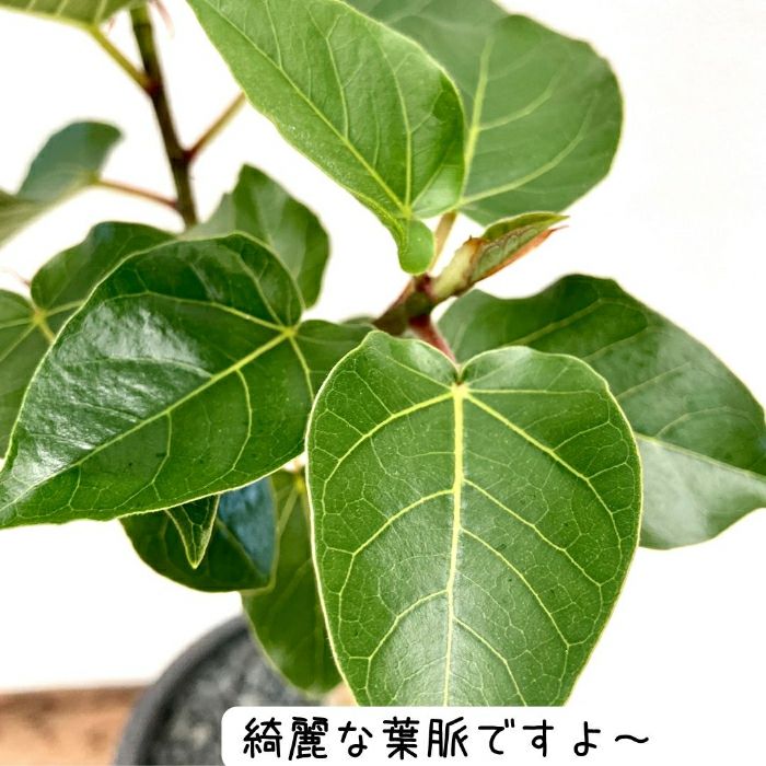 観葉植物現品販売