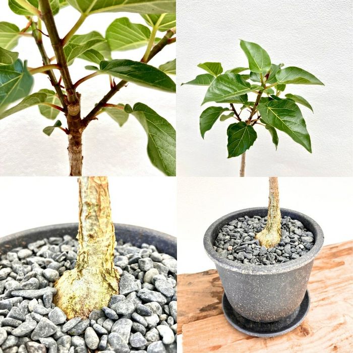 観葉植物現品販売