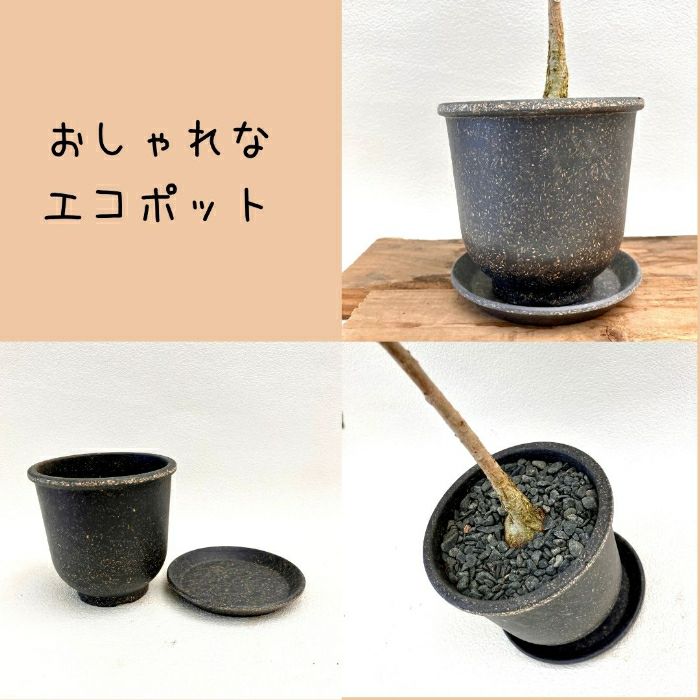 観葉植物現品販売