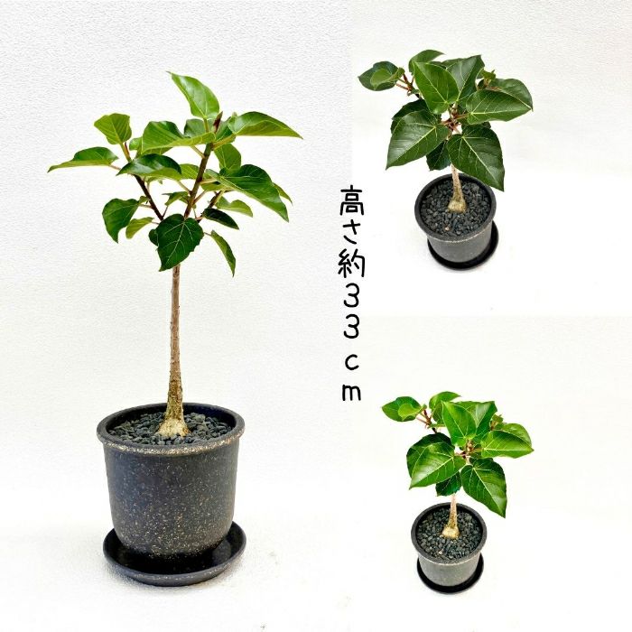観葉植物現品販売