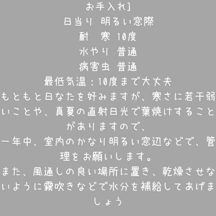 観葉植物現品販売