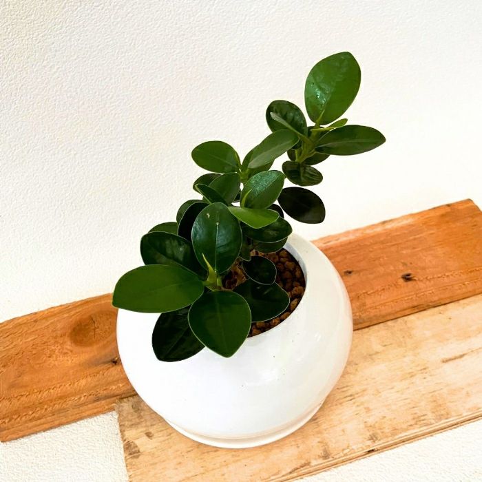 観葉植物現品販売