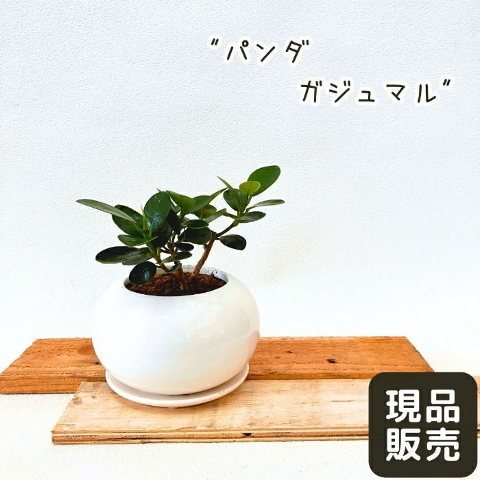 観葉植物現品販売