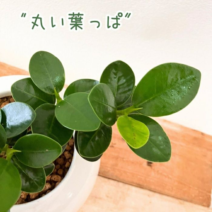 観葉植物現品販売