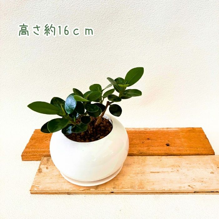 観葉植物現品販売