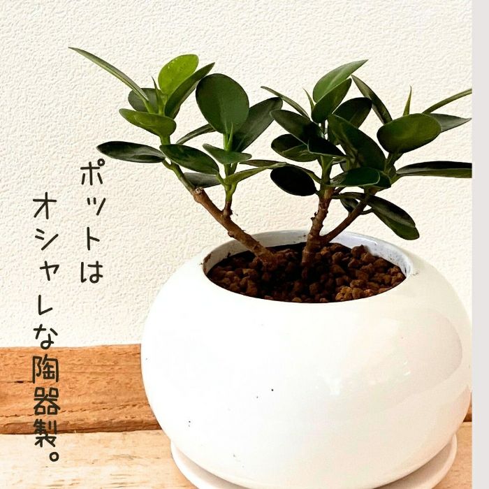観葉植物現品販売
