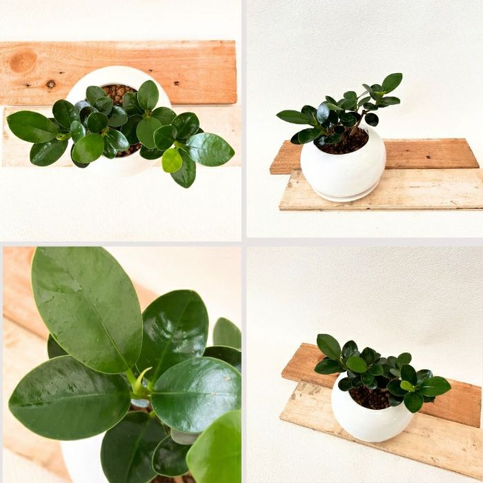 観葉植物現品販売