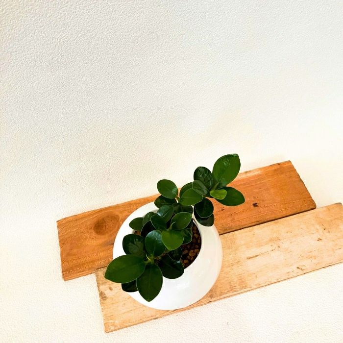 観葉植物現品販売