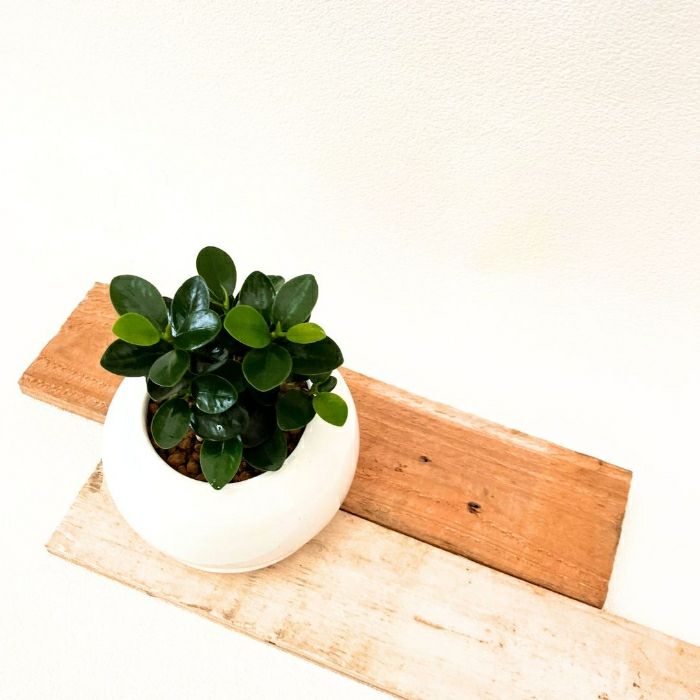 観葉植物現品販売