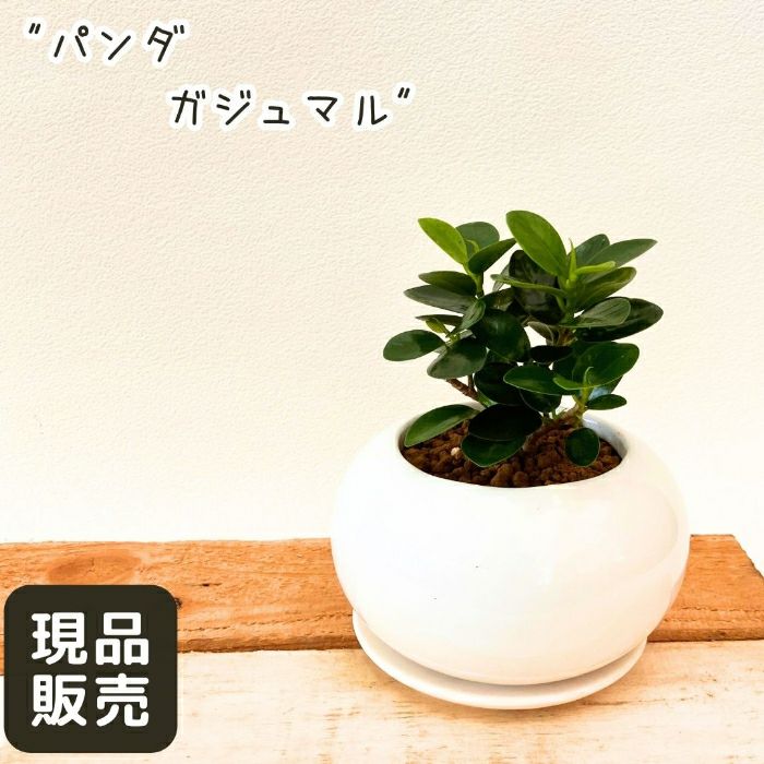 観葉植物現品販売