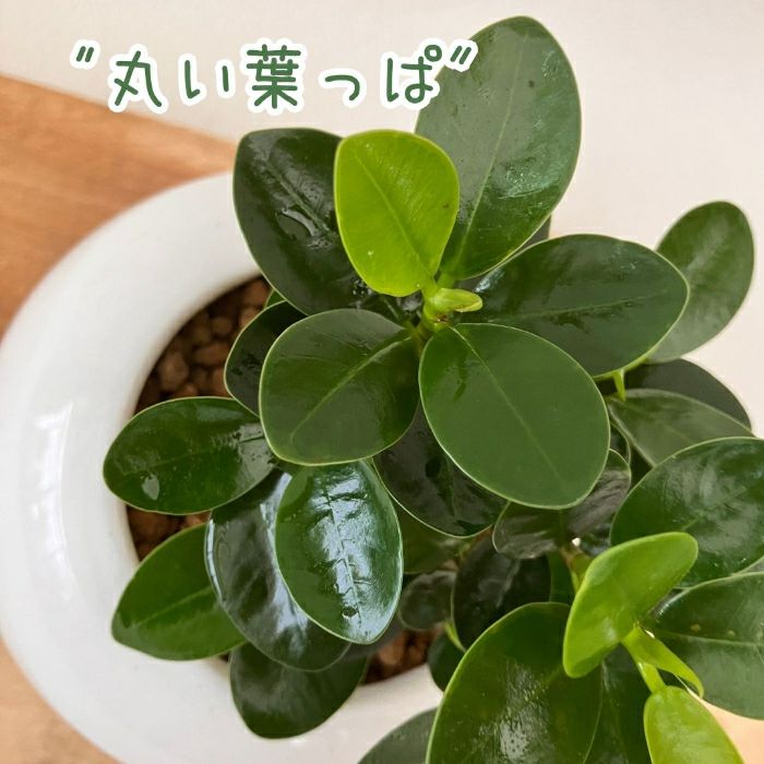 観葉植物現品販売