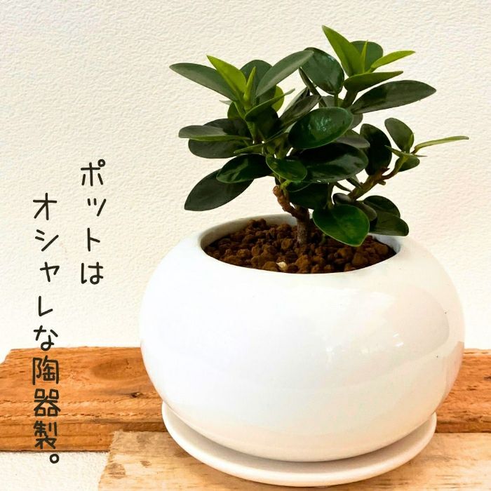 観葉植物現品販売