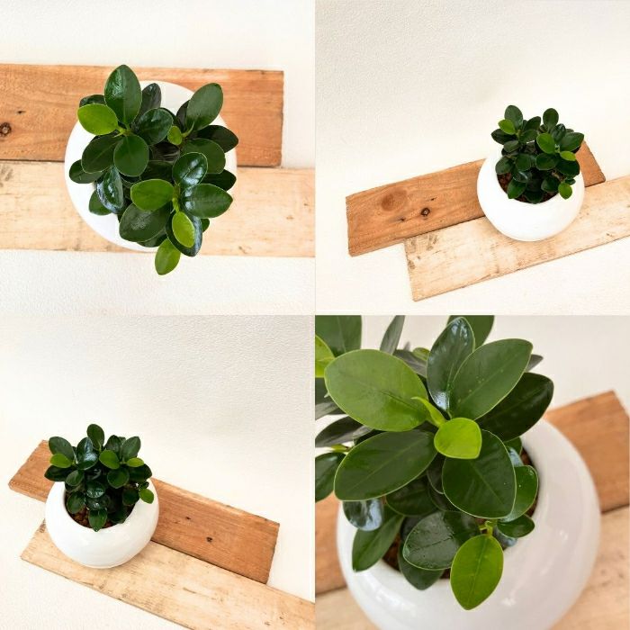 観葉植物現品販売