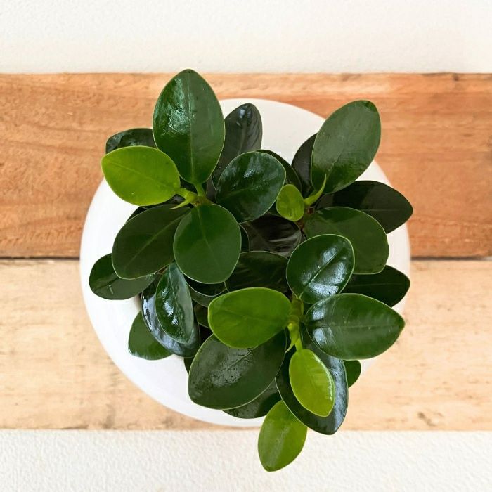 観葉植物現品販売