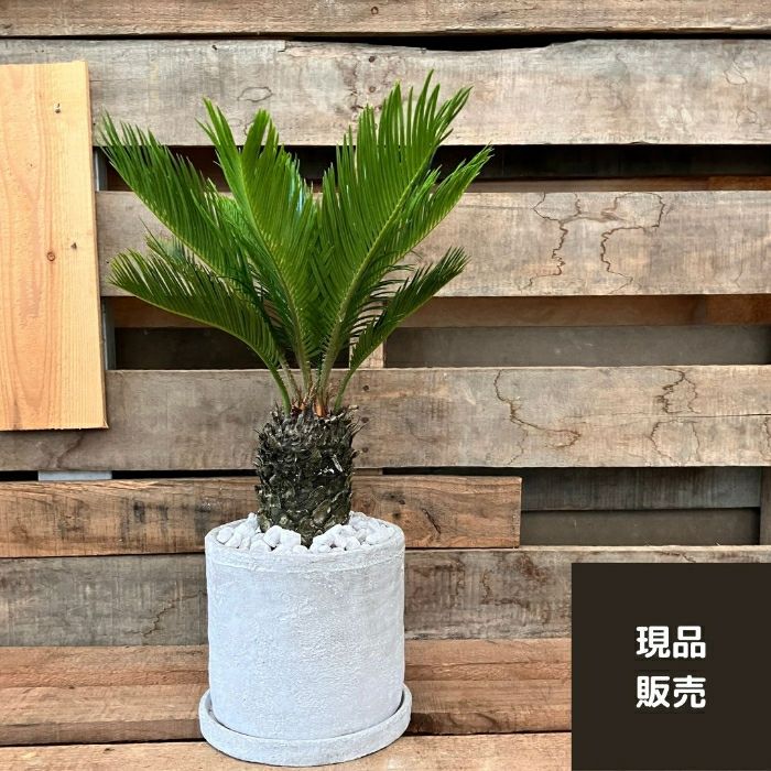 観葉植物現品販売