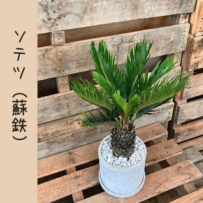 観葉植物現品販売
