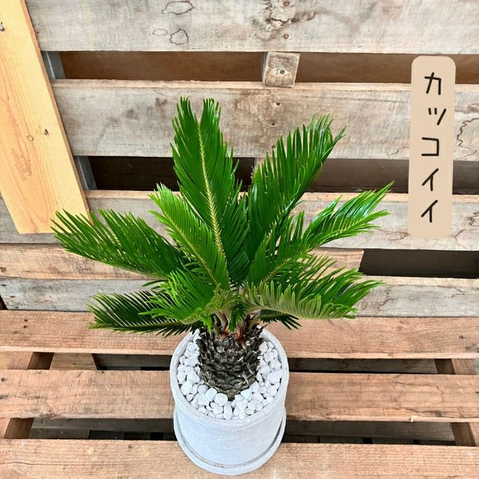観葉植物現品販売