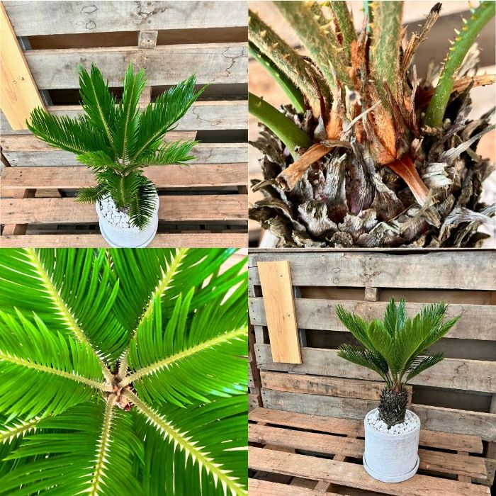 観葉植物現品販売