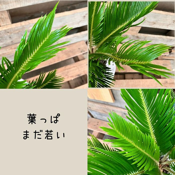 観葉植物現品販売